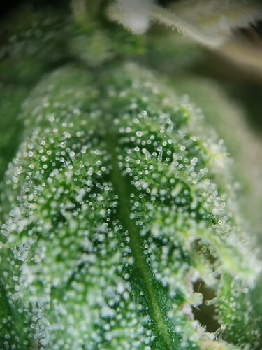 Growreport Bild 27