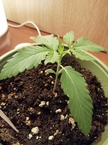 Growreport Bild 3
