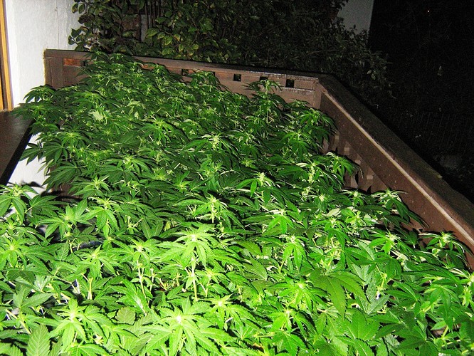 endlich blüte.2 014