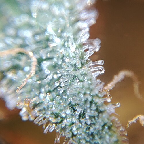 Growreport Bild 41