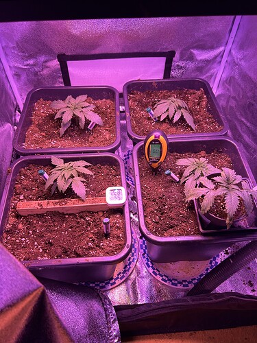 Growreport Bild 2