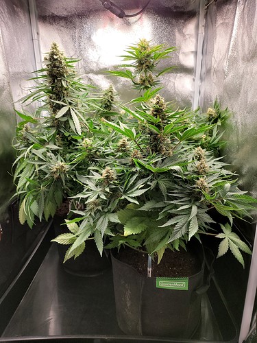 Growreport Bild 12