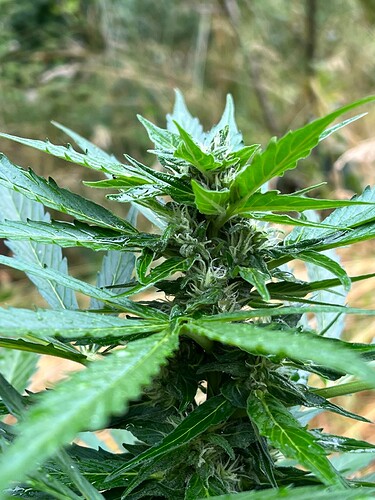 Growreport Bild 15