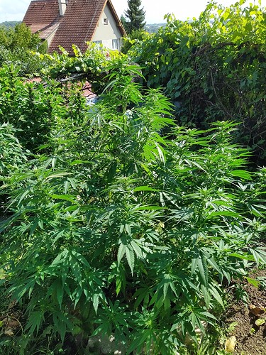 Growreport Bild 7
