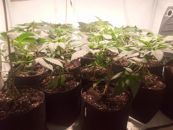 Growreport Bild 19