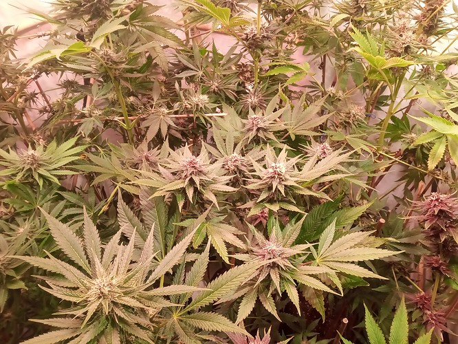 Growreport Bild 36