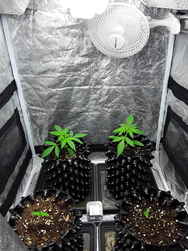 Growreport Bild 9