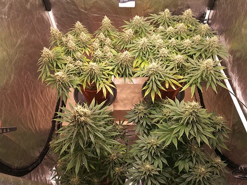 Growreport Bild 9