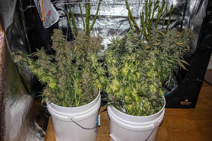 Growreport Bild 34