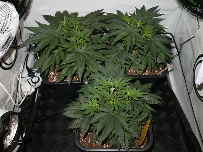 Growreport Bild 1