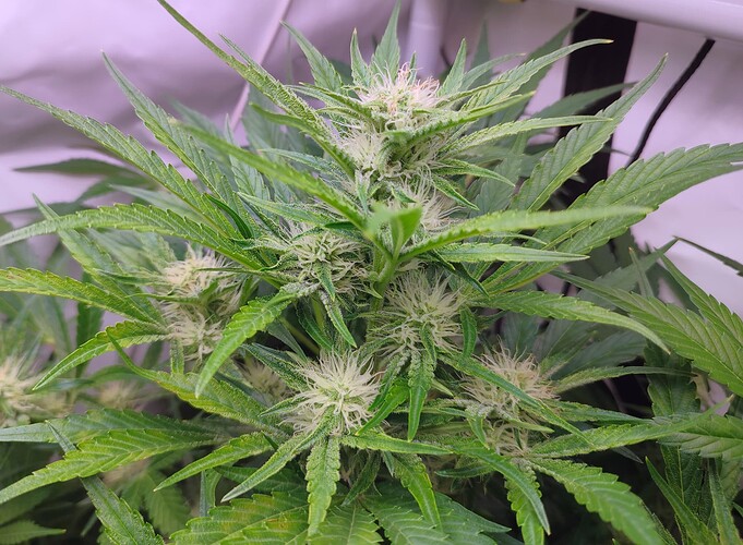 Growreport Bild 61