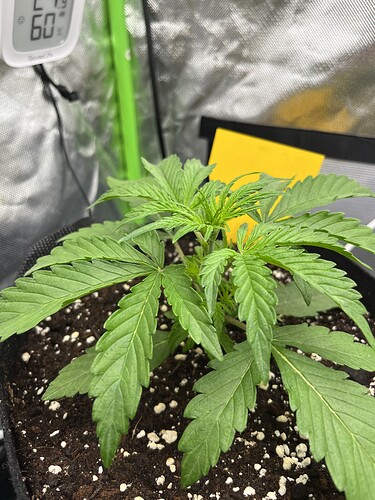 Growreport Bild 42