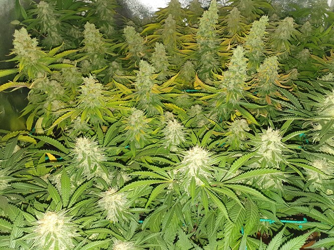 Growreport Bild 5