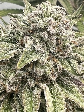 Growreport Bild 26