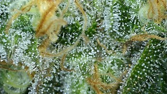Growreport Bild 29