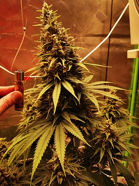 Growreport Bild 2