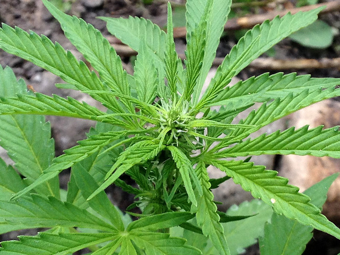 Growreport Bild 24