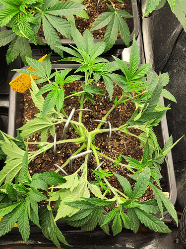 Growreport Bild 3