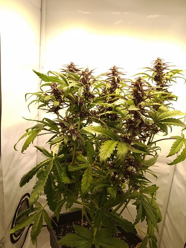 Growreport Bild 8