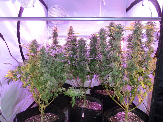 Growreport Bild 2