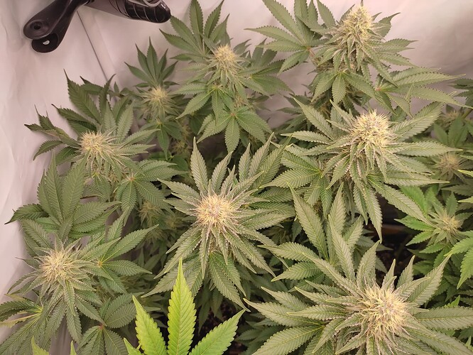 Growreport Bild 12