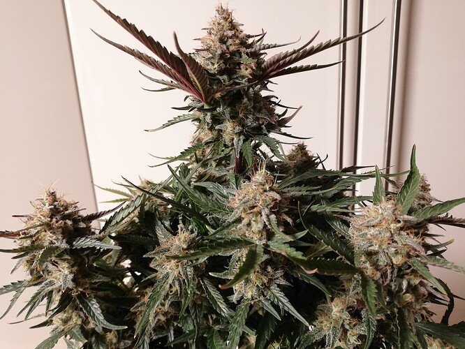 Mimosa_240102-2