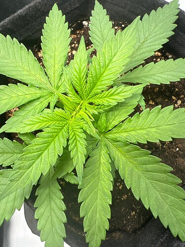 Growreport Bild 3