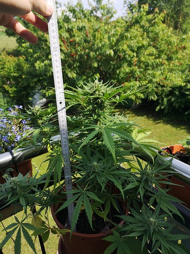 Growreport Bild 1