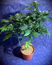 Growreport Bild 29