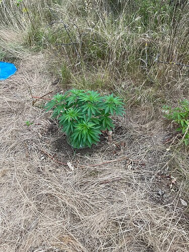 Growreport Bild 3