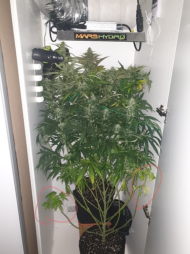 Growreport Bild 3