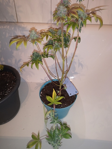 Growreport Bild 1