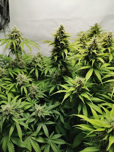 Growreport Bild 7