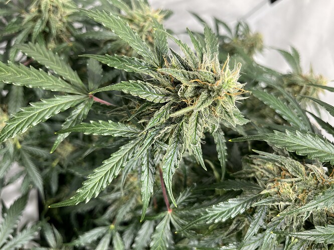 Growreport Bild 19