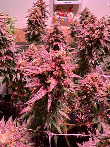 Growreport Bild 6