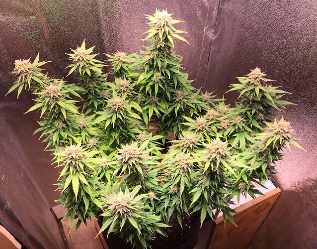 Growreport Bild 1