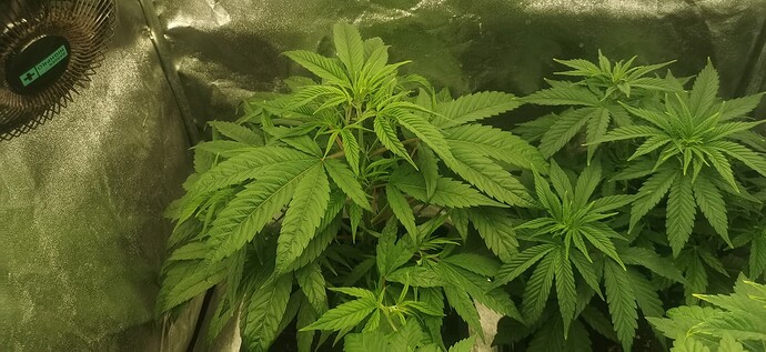 Growreport Bild 57