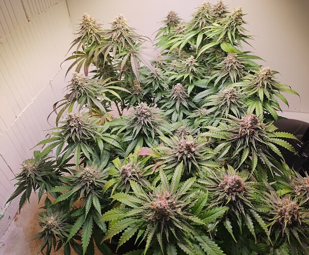 Growreport Bild 35