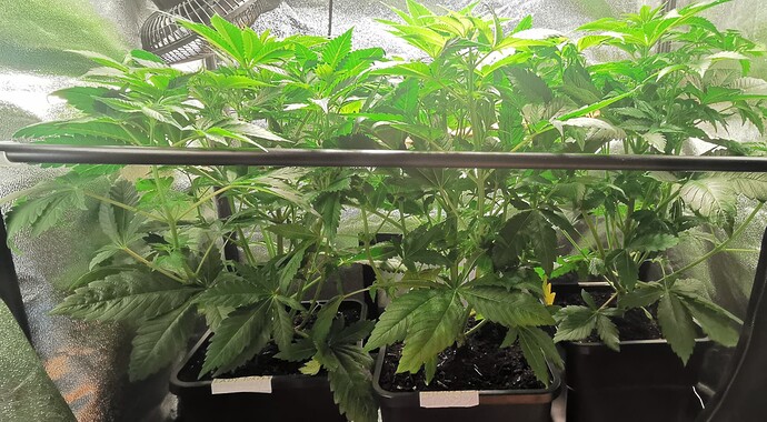 Growreport Bild 38