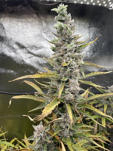 Growreport Bild 4