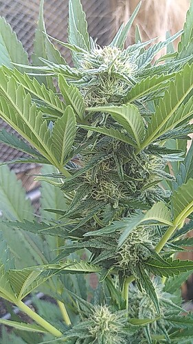 Growreport Bild 1