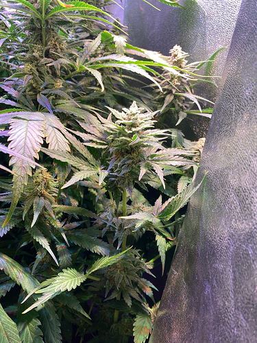 Growreport Bild 14