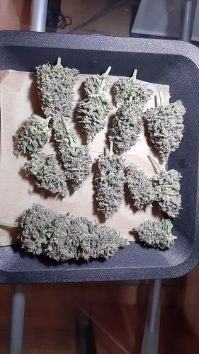 Growreport Bild 6