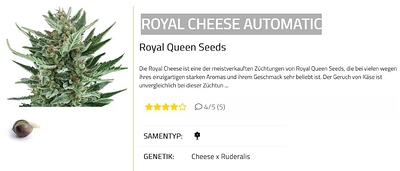 Ein Bild einer Cannabis-Pflanze mit dem Titel "ROYAL CHEESE AUTOMATIC" und Informationen über Royal Queen Seeds.