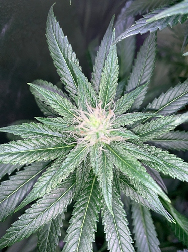 Growreport Bild 8