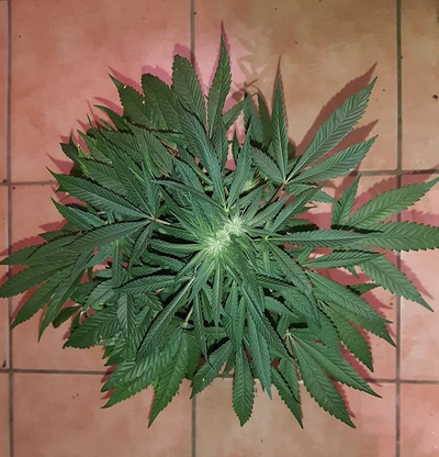 Growreport Bild 7