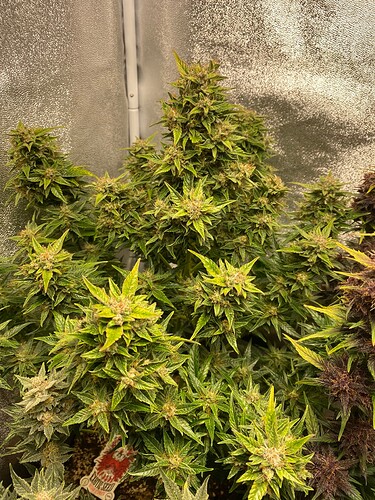 Growreport Bild 3