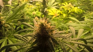 Growreport Bild 3