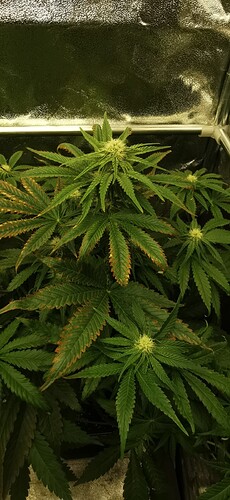 Growreport Bild 26