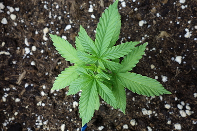 Ein junger Cannabissämling mit mehreren Blättern, der in dunkler Erde mit Perlit wächst.